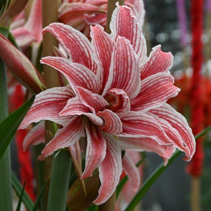 Hippeastrum 'Doublet' plant