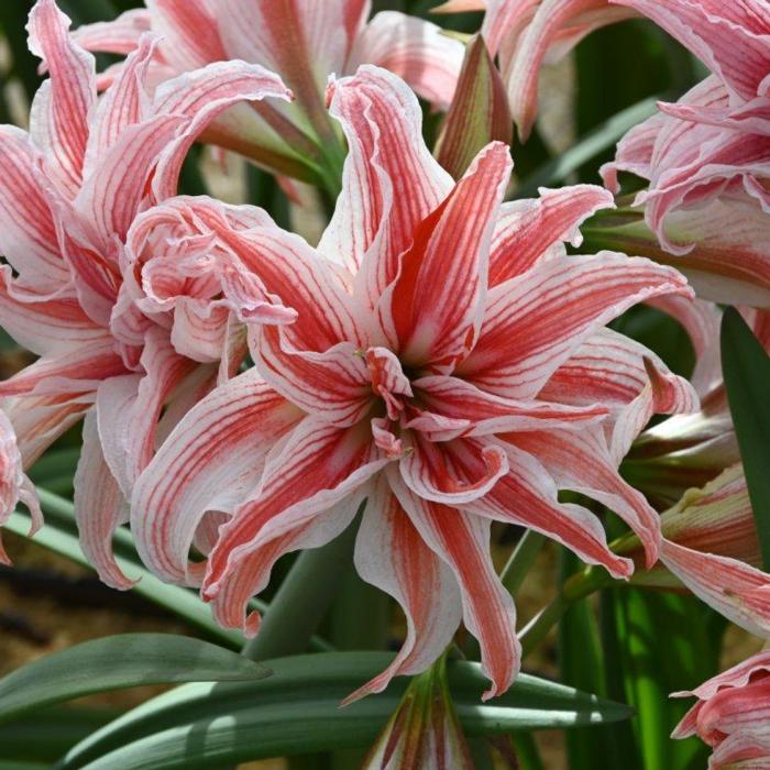 Hippeastrum 'Doublet' plant