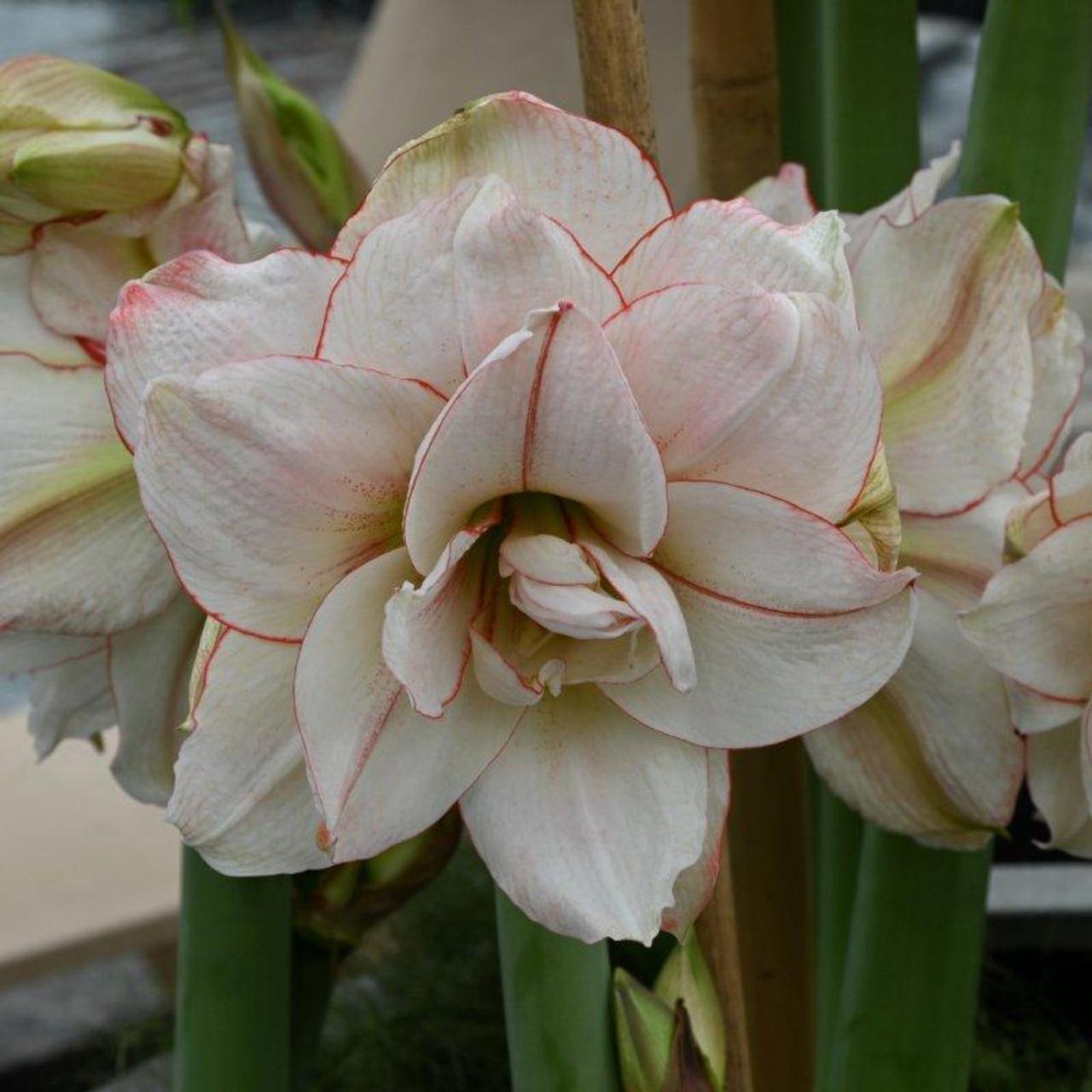 Hippeastrum 'Elvas' plant