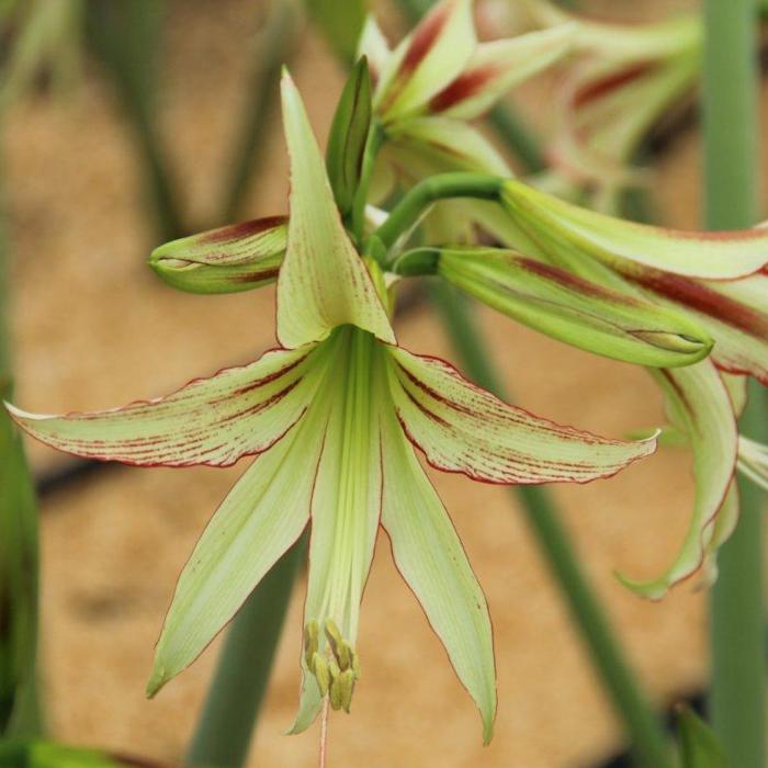 Hippeastrum 'Emerald' plant