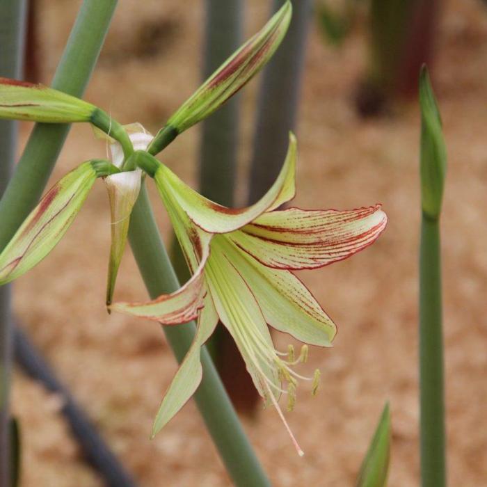 Hippeastrum 'Emerald' plant