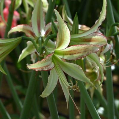 hippeastrum-emerald