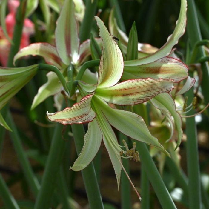 Hippeastrum 'Emerald' plant