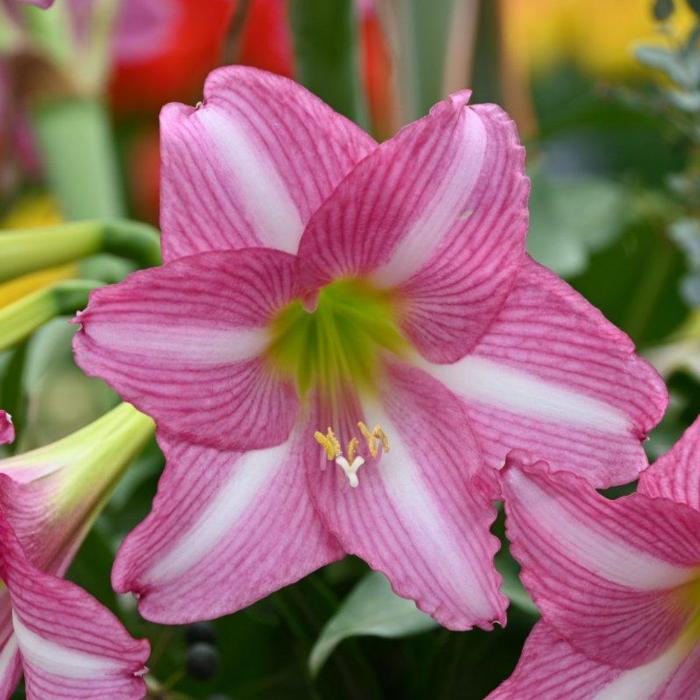 Hippeastrum 'Estella' plant