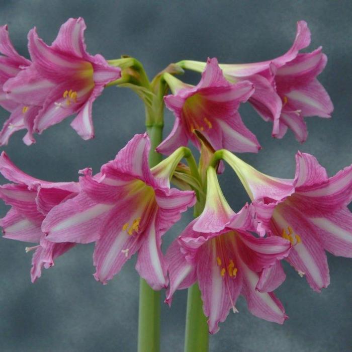 Hippeastrum 'Estella' plant