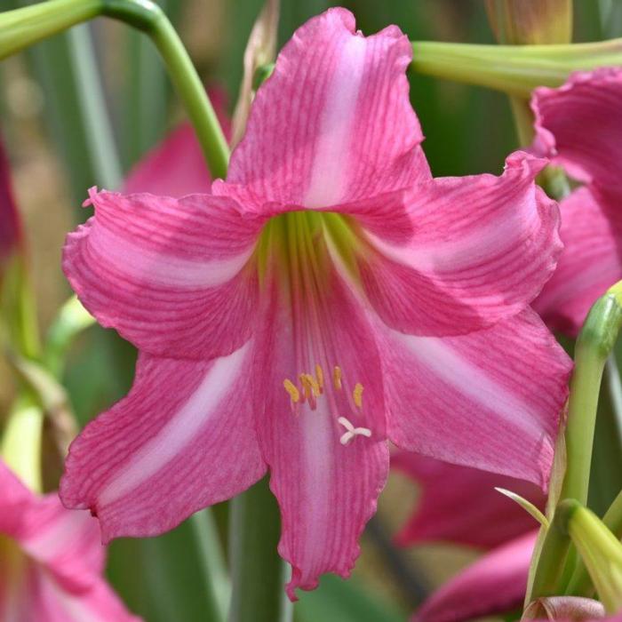 Hippeastrum 'Estella' plant