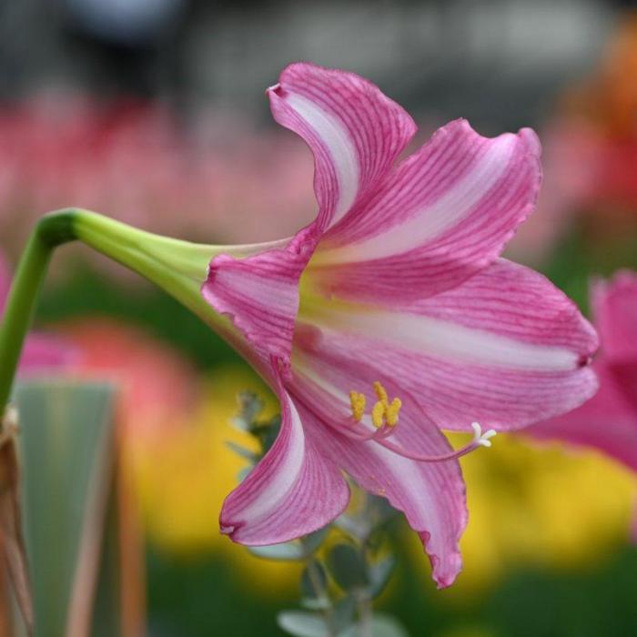 Hippeastrum 'Estella' plant