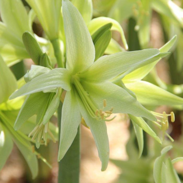 Hippeastrum 'Evergreen' plant