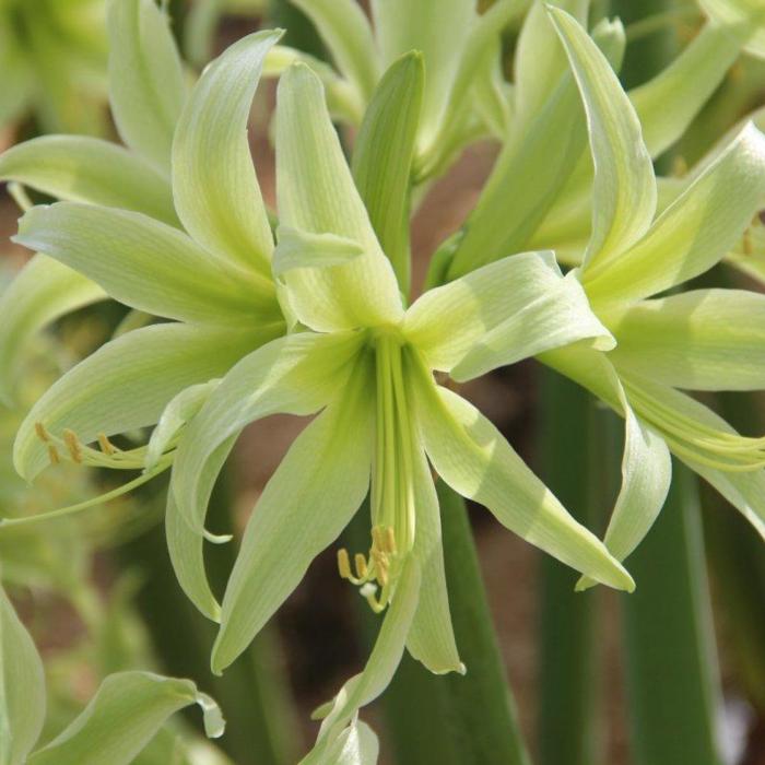 Hippeastrum 'Evergreen' plant