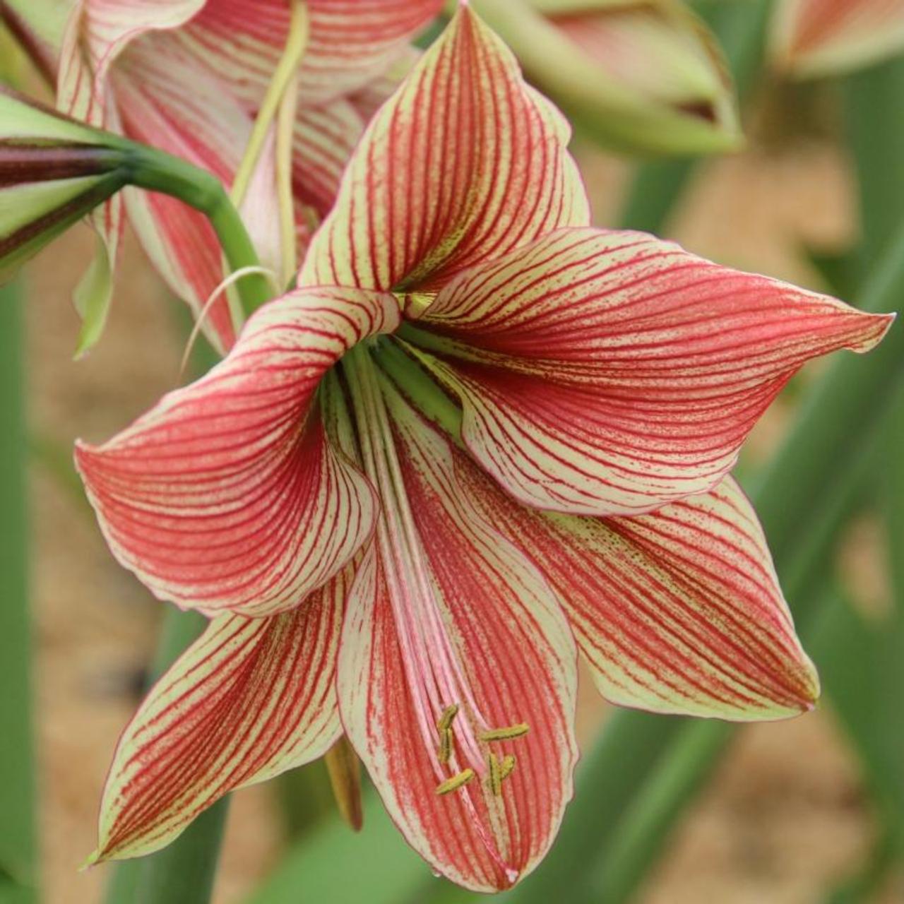 Hippeastrum 'Exotic Star' plant