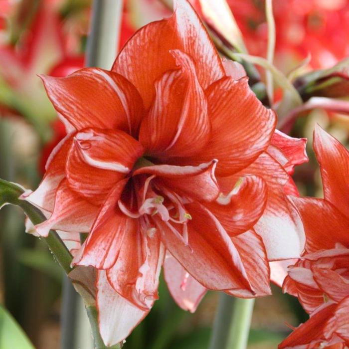 Hippeastrum 'Flamed Amadeus' plant