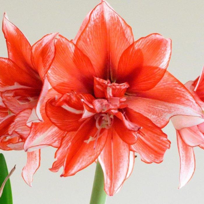 Hippeastrum 'Flamed Amadeus' plant