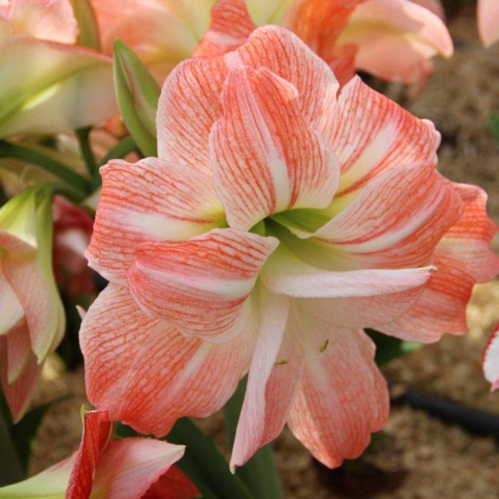 Hippeastrum 'Giant Amadeus' plant