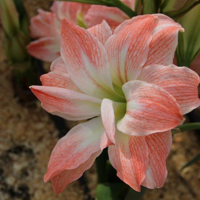 Hippeastrum 'Giant Amadeus' plant