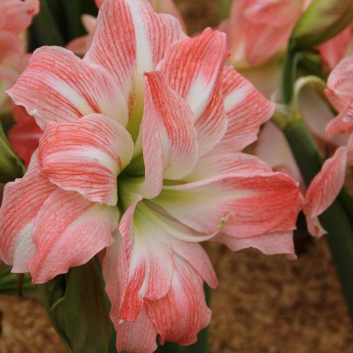 Hippeastrum 'Giant Amadeus' plant