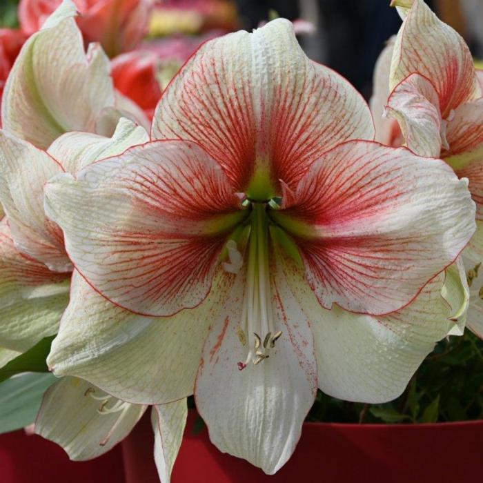 Hippeastrum 'Grandise Fantasy' plant