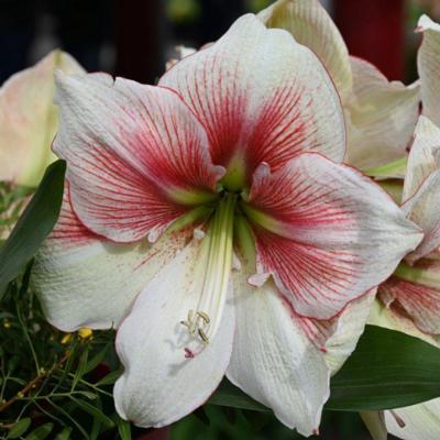 hippeastrum-grandise-fantasy