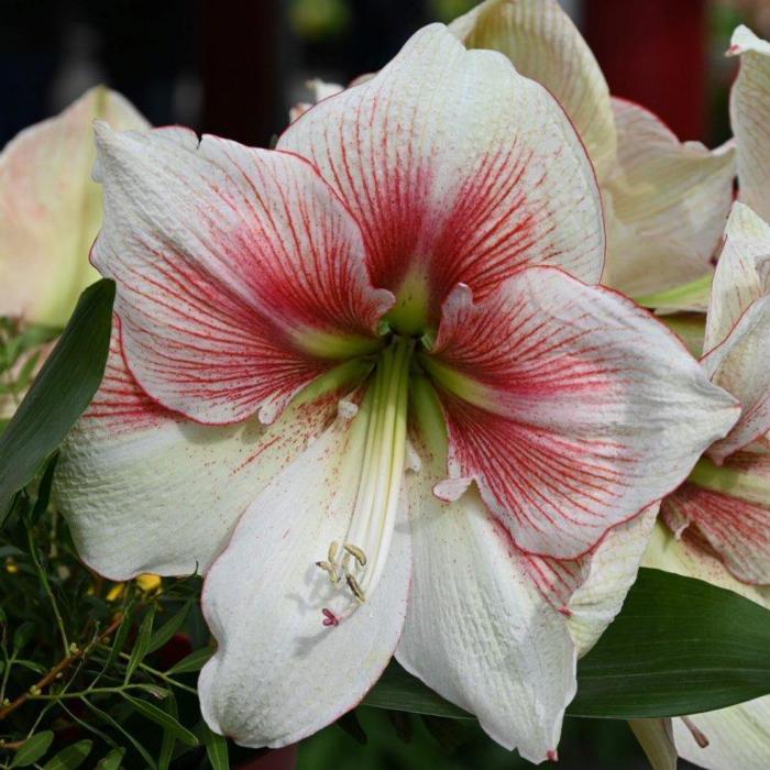 Hippeastrum 'Grandise Fantasy' plant