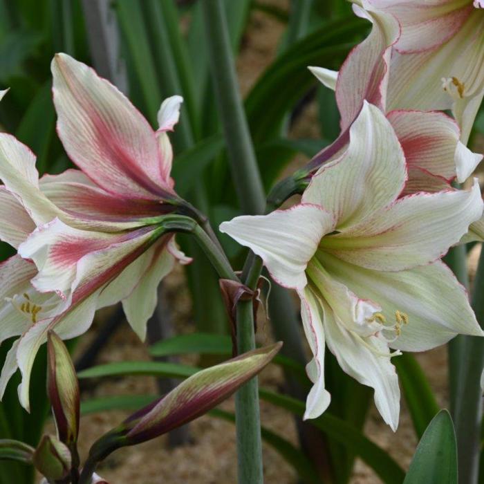 Hippeastrum 'Green Magic' plant