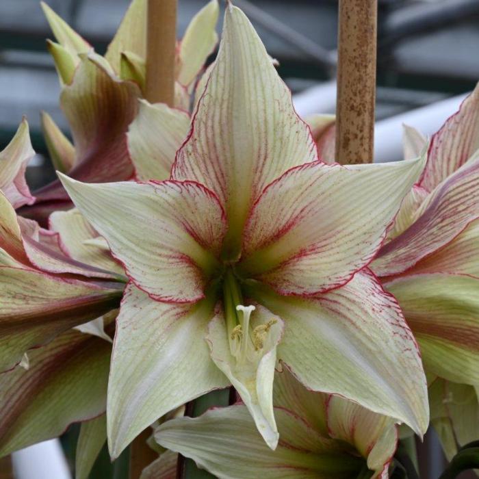 Hippeastrum 'Green Magic' plant