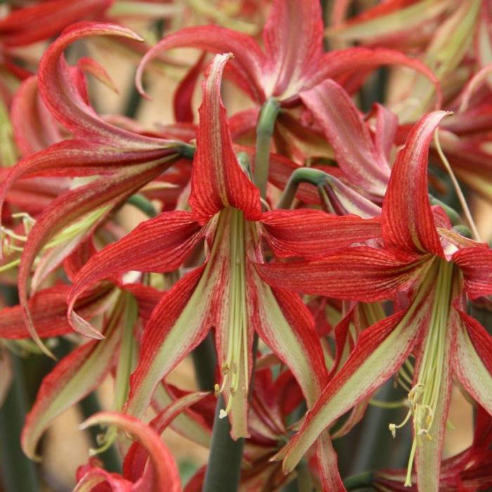 Hippeastrum 'La Paz' plant