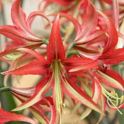 hippeastrum-la-paz