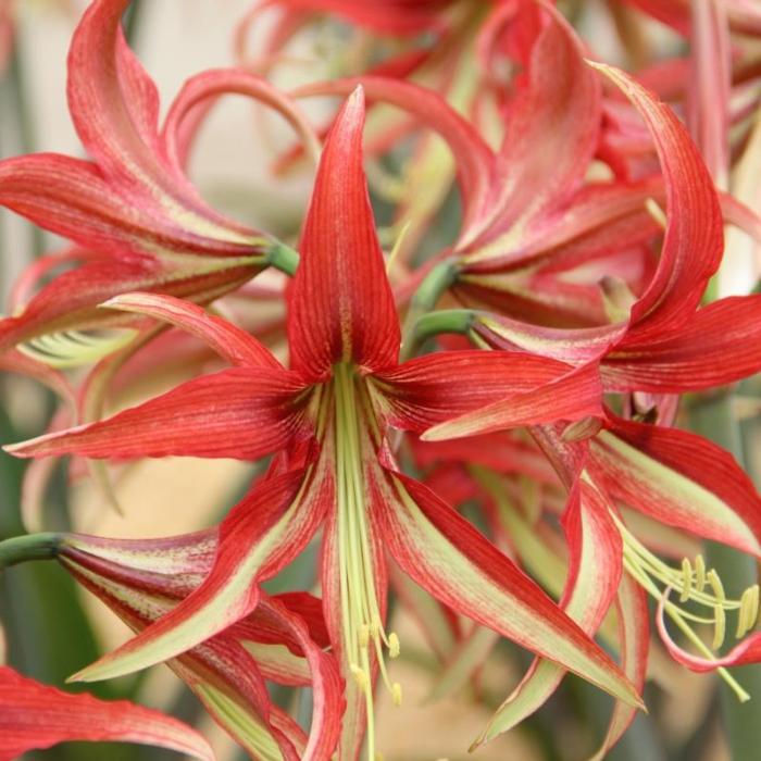 Hippeastrum 'La Paz' plant