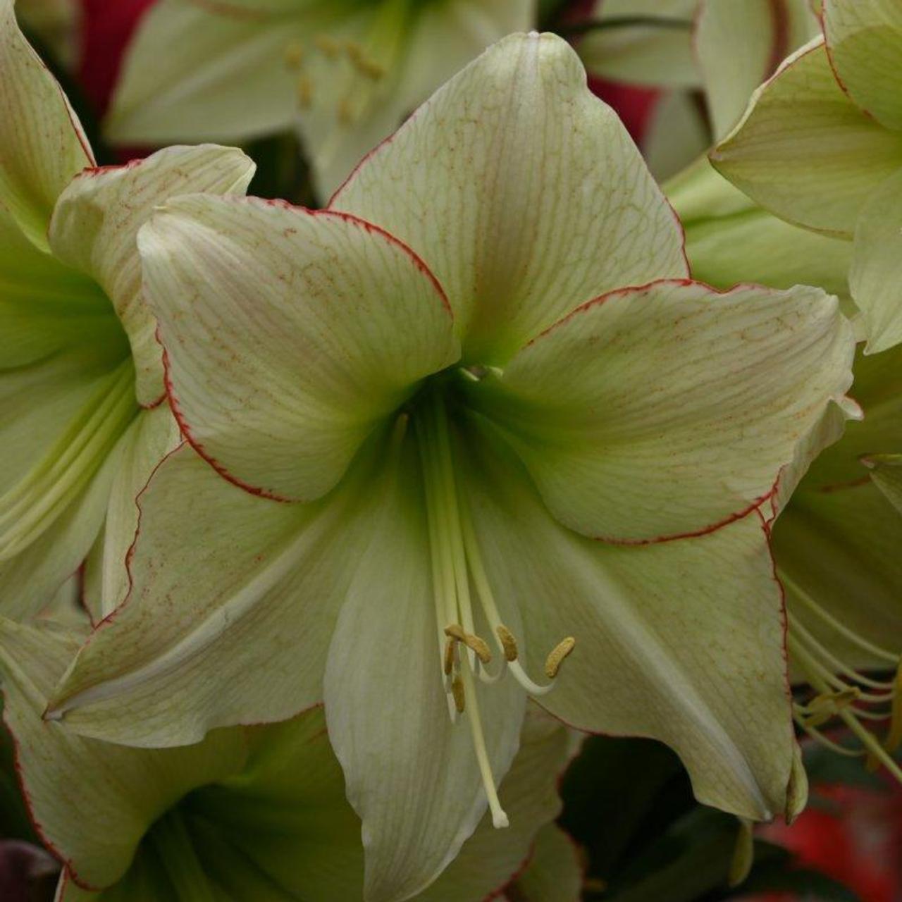 Hippeastrum 'Lemon Cream' plant