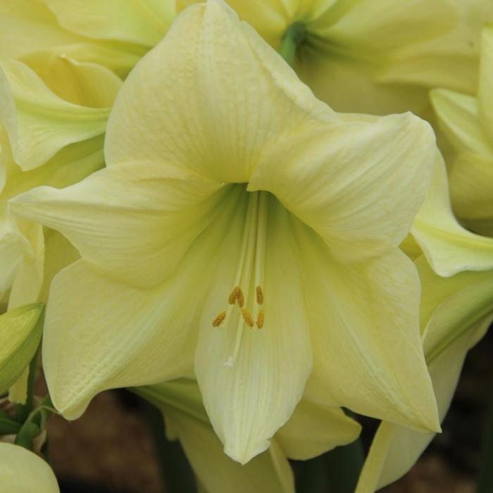 Hippeastrum 'Lemon Star' plant