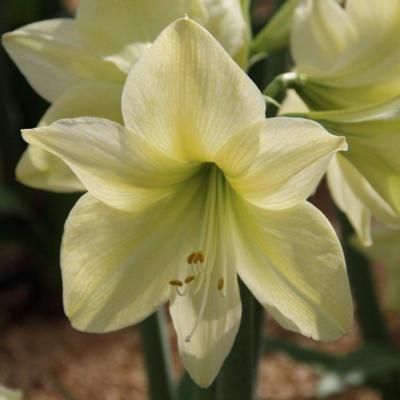 hippeastrum-lemon-star