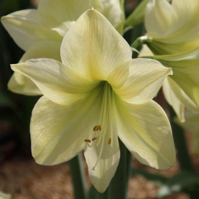 Hippeastrum 'Lemon Star' plant