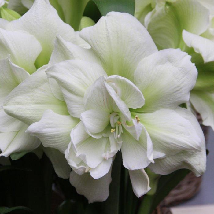 Hippeastrum 'Marilyn' plant