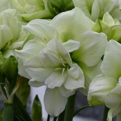 hippeastrum-marilyn