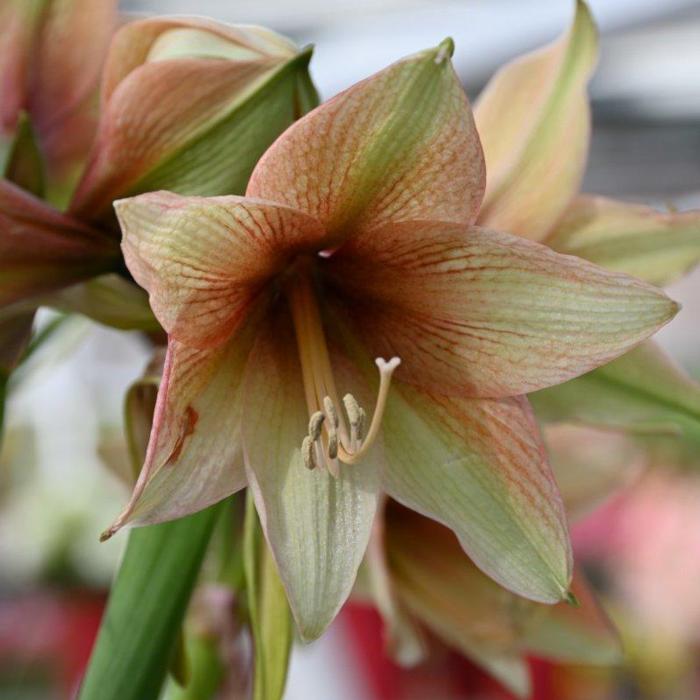 Hippeastrum 'Mocca' plant