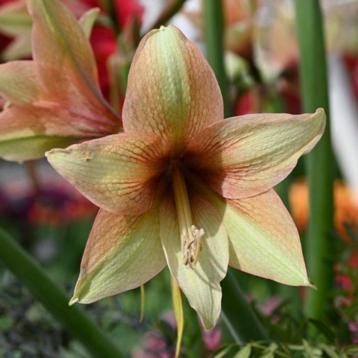 Hippeastrum 'Mocca' plant