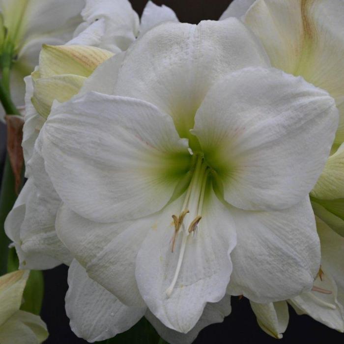 Hippeastrum 'Moscow' plant