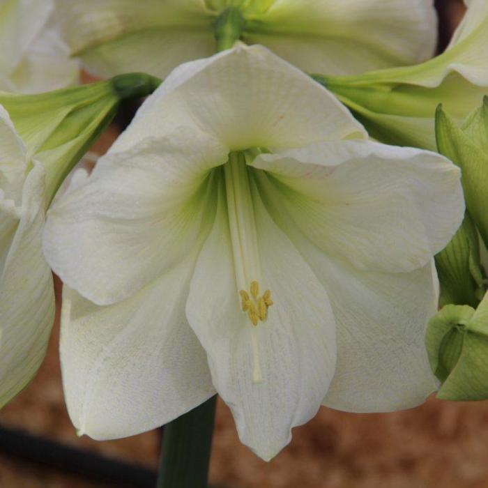 Hippeastrum 'Moscow' plant