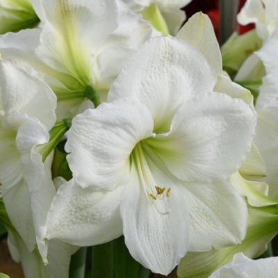 hippeastrum-moscow