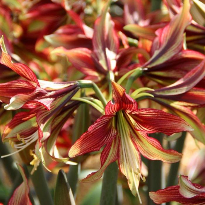 Hippeastrum 'Mystica' plant