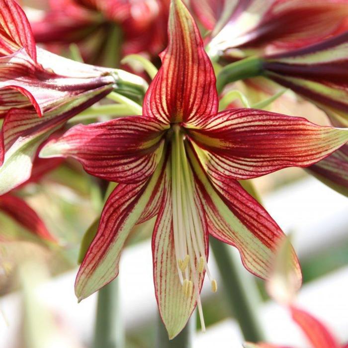 Hippeastrum 'Mystica' plant