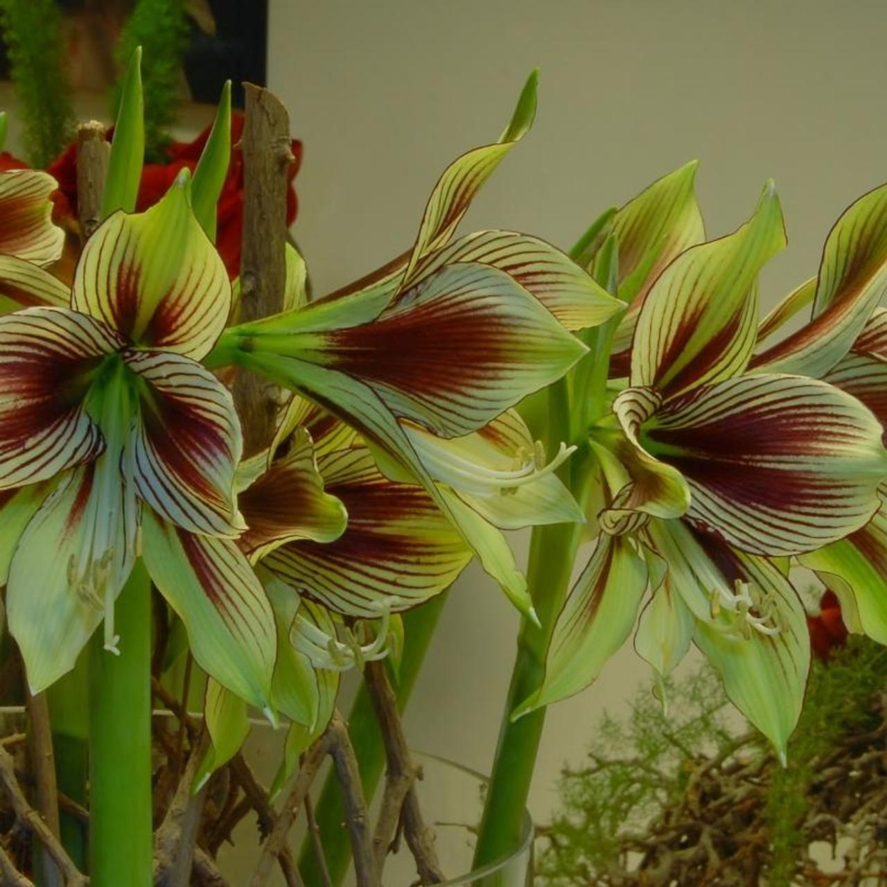 Hippeastrum papilio plant