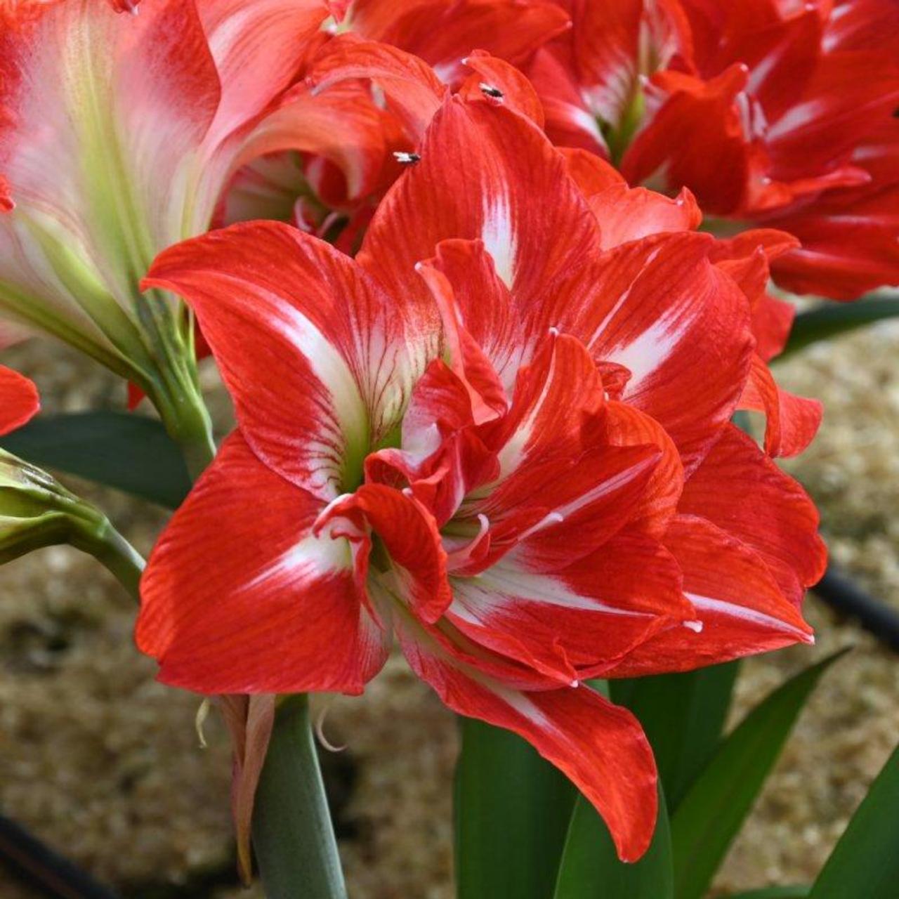 Hippeastrum 'Party Nymph' plant