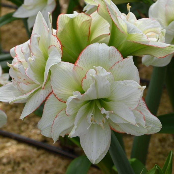 Hippeastrum 'Picobello Majesty' plant