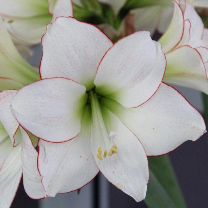 Hippeastrum 'Picotee Red Lining' plant