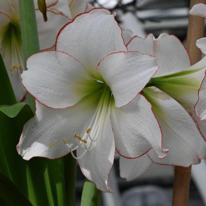 Hippeastrum 'Picotee Red Lining' plant