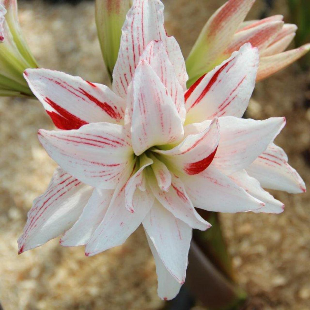 Hippeastrum 'Pretty Amadeus' plant