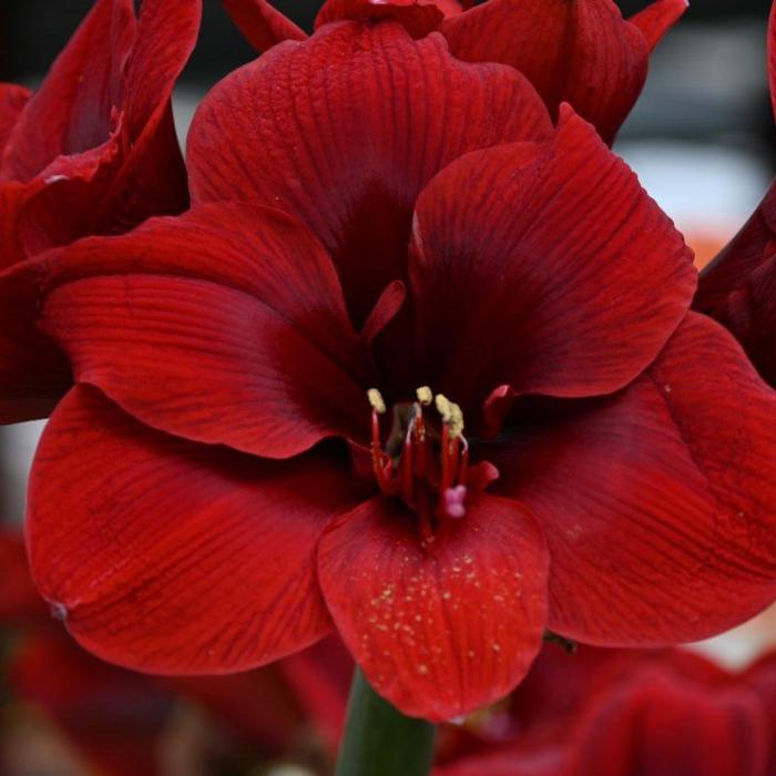 Hippeastrum 'Red Pearl' plant