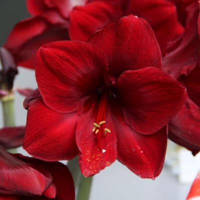 hippeastrum-red-pearl