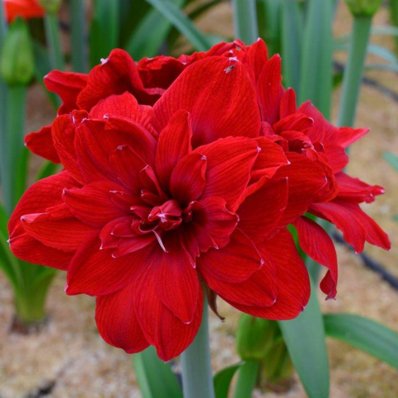 Hippeastrum 'Scarlet Belle' plant