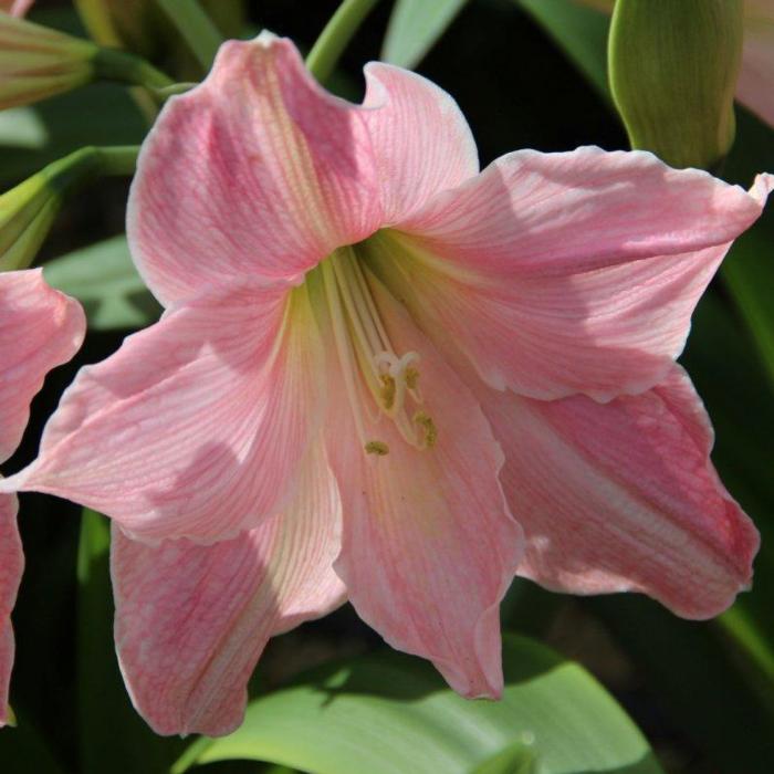Hippeastrum 'Sweet Star' plant